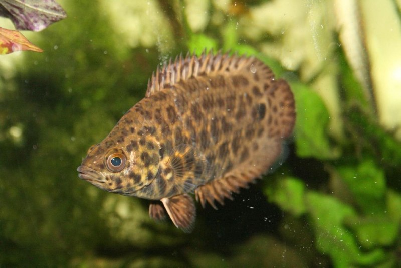 Gymnothorax Muraena