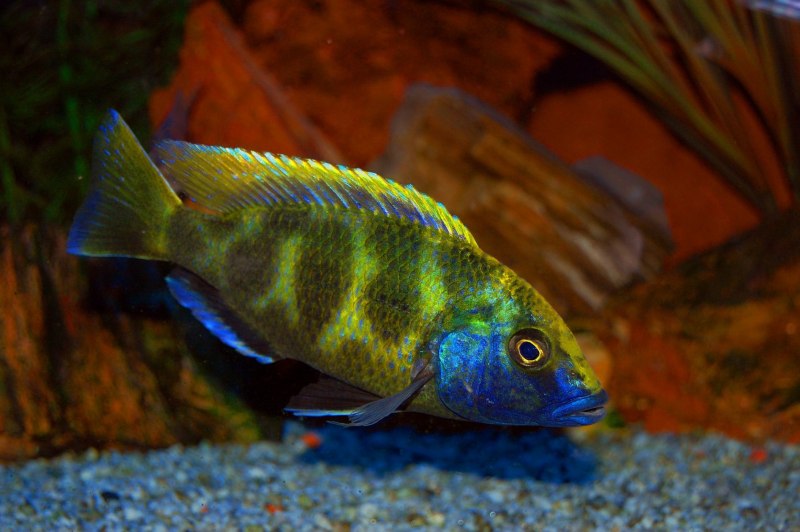 Морские рыбы