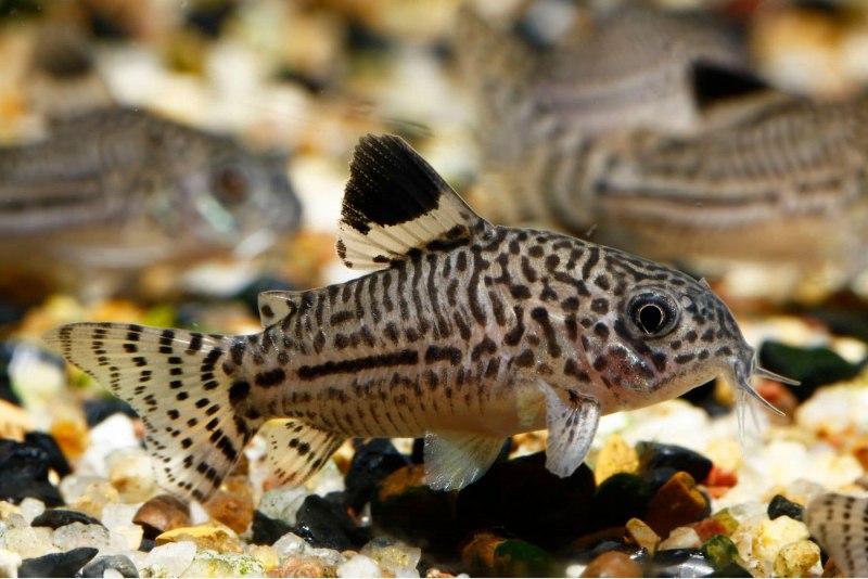 Ctenopoma acutirostre