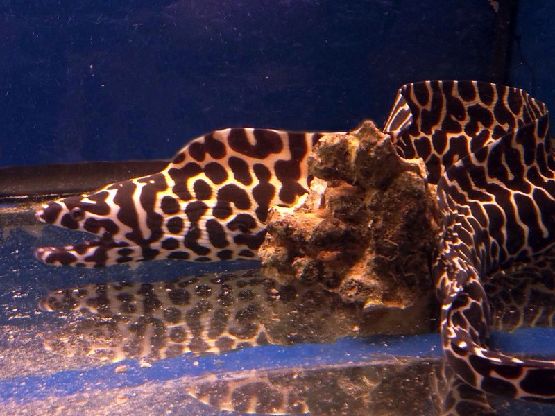 Сом псевдоакантикус леопард l114 (Pseudacanthicus SP. Leopardus)