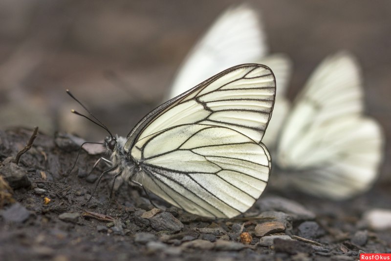 Aporia crataegi