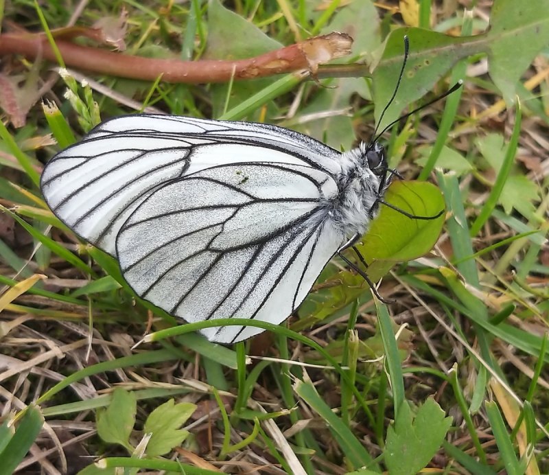 Боярышница (Aporia crataegi)