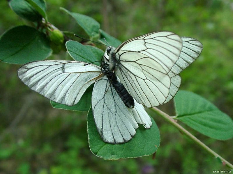 Боярышница (Aporia crataegi)