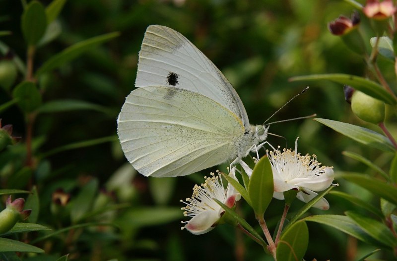 Боярышница (Aporia crataegi)