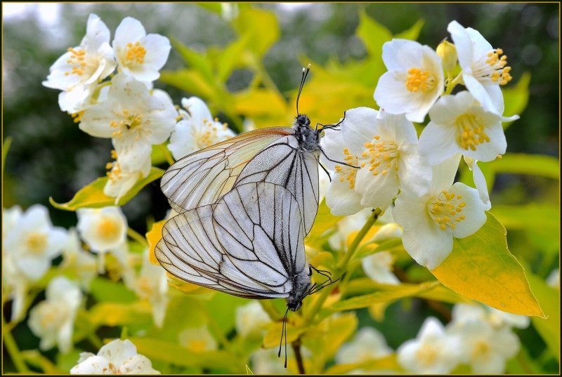 Aporia crataegi гусеница
