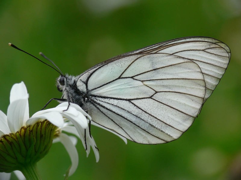 Боярышница (Aporia crataegi)