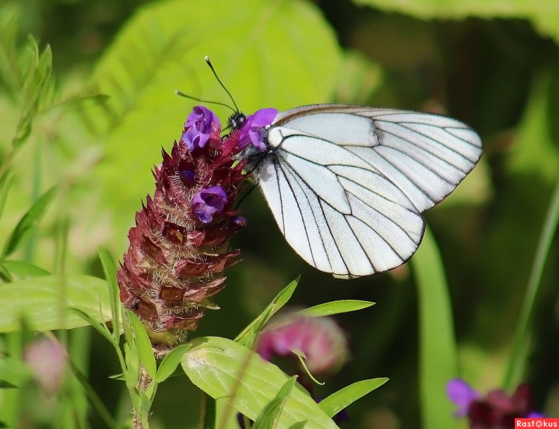 Боярышница (Aporia crataegi)