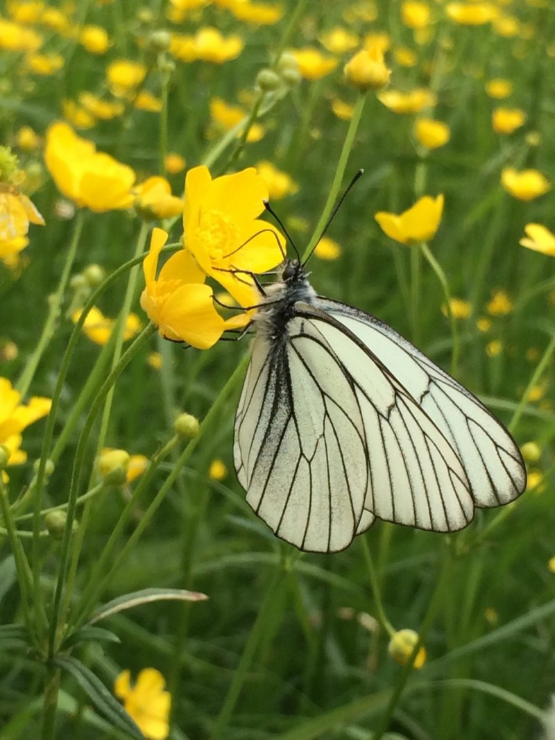Black veined White бабочка