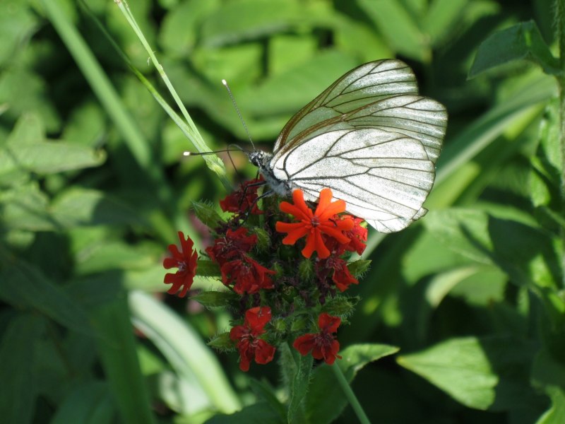 Боярышница бабочка (73 фото)