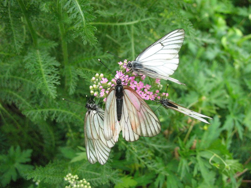 Боярышница (Aporia crataegi)