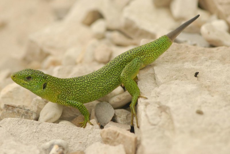 Strophurus wellingtonae