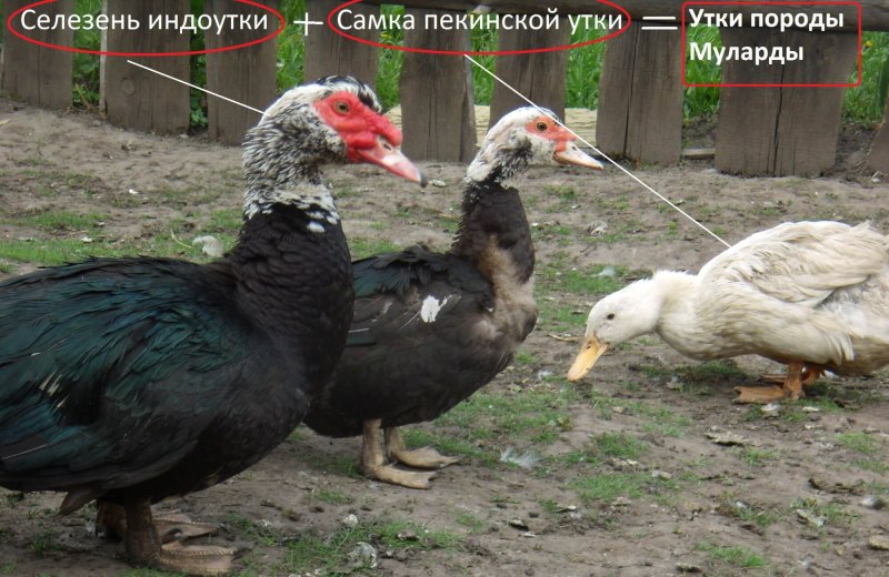 Индоутки муларды