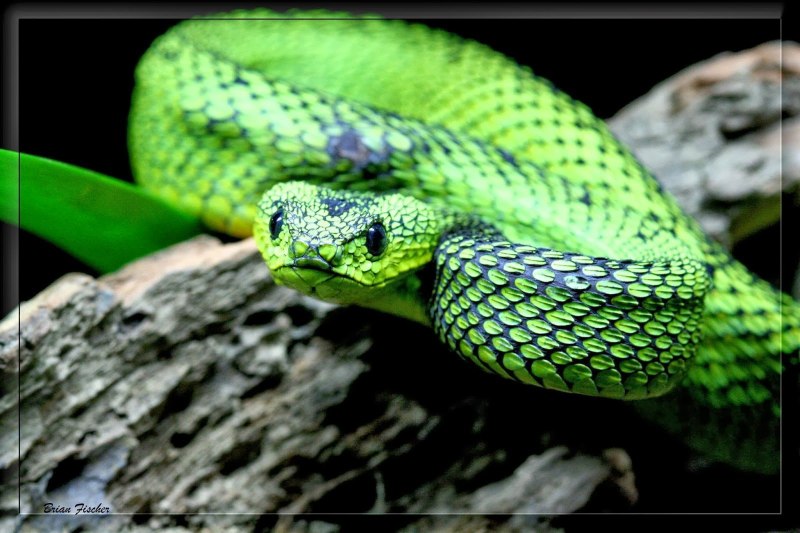 Змея Blue Racer