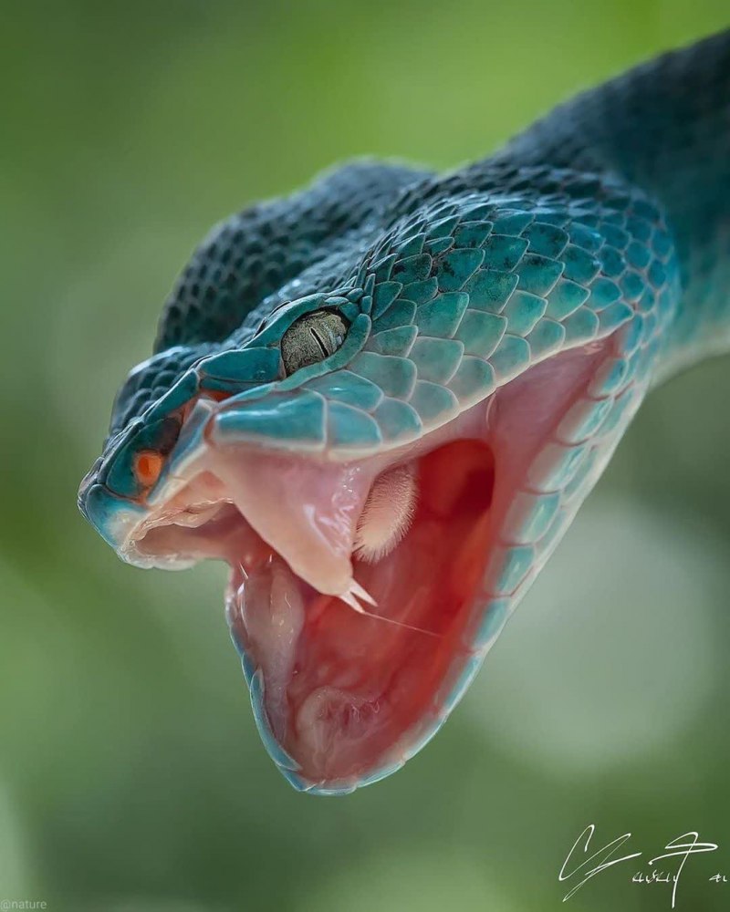 Coluber Constrictor