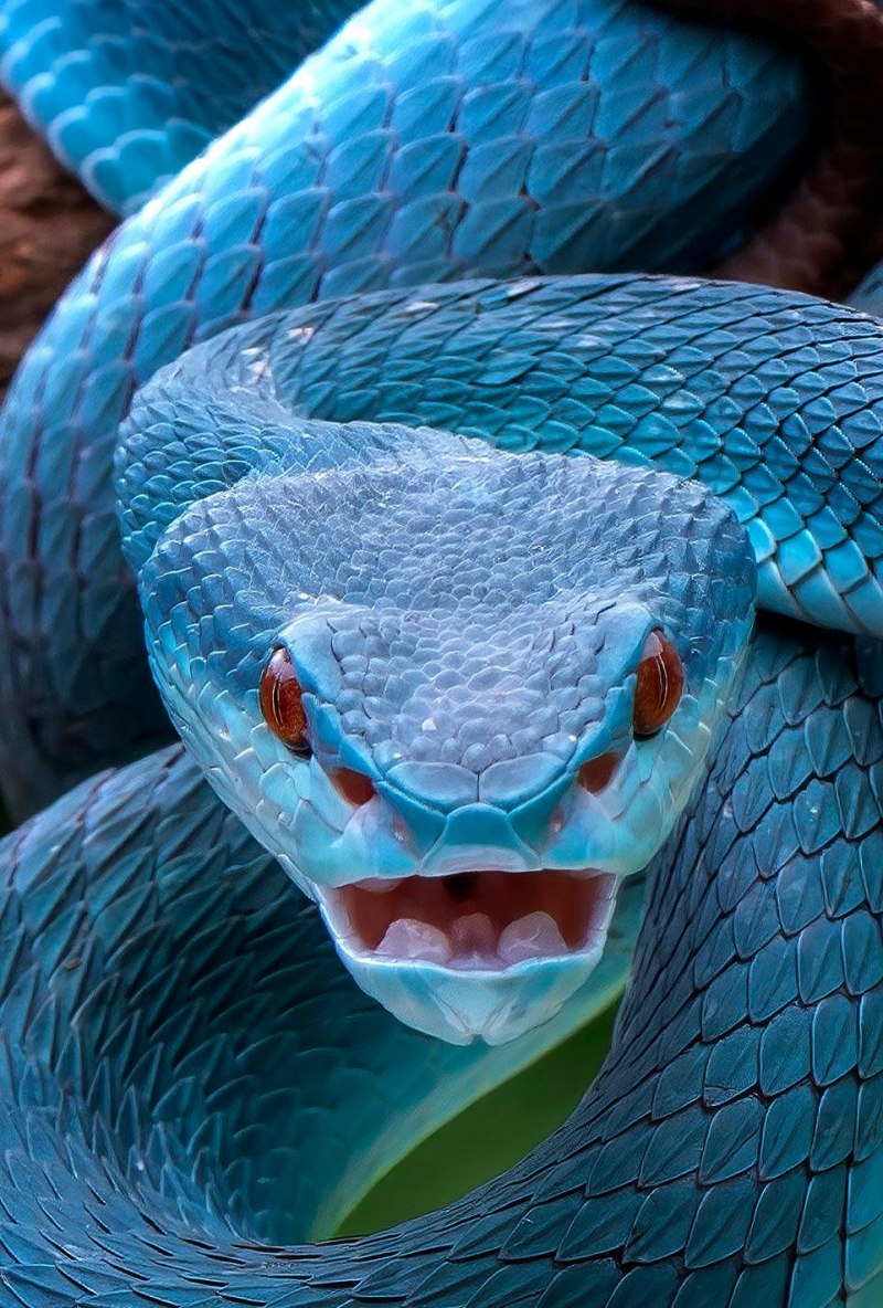 Кустарниковая гадюка (Atheris