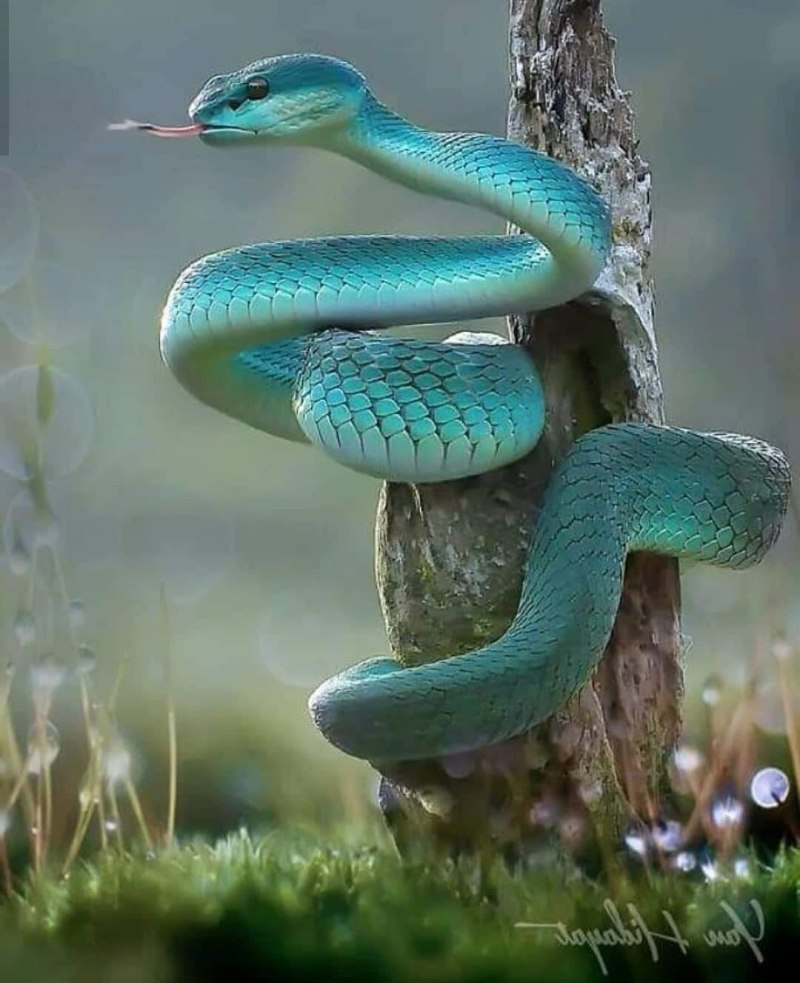 Thamnophis sirtalis синий