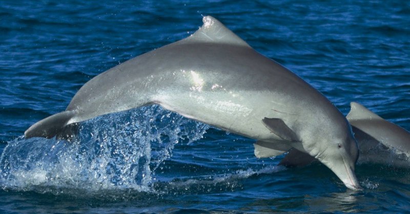 Китайский Дельфин (Sousa chinensis)