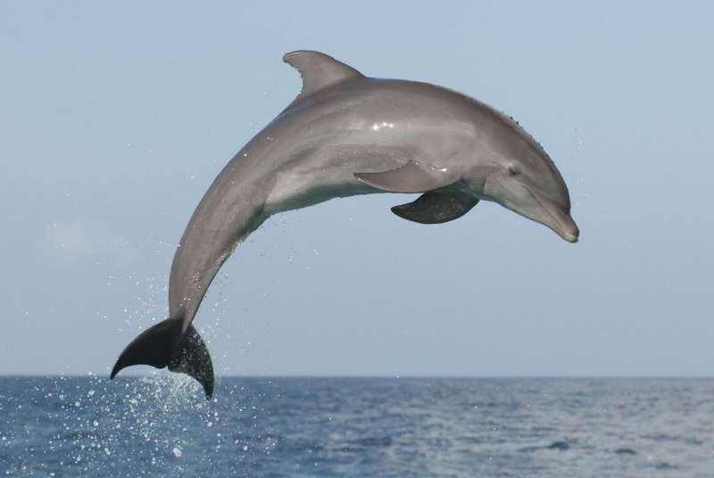 Китайский Дельфин (Sousa chinensis)