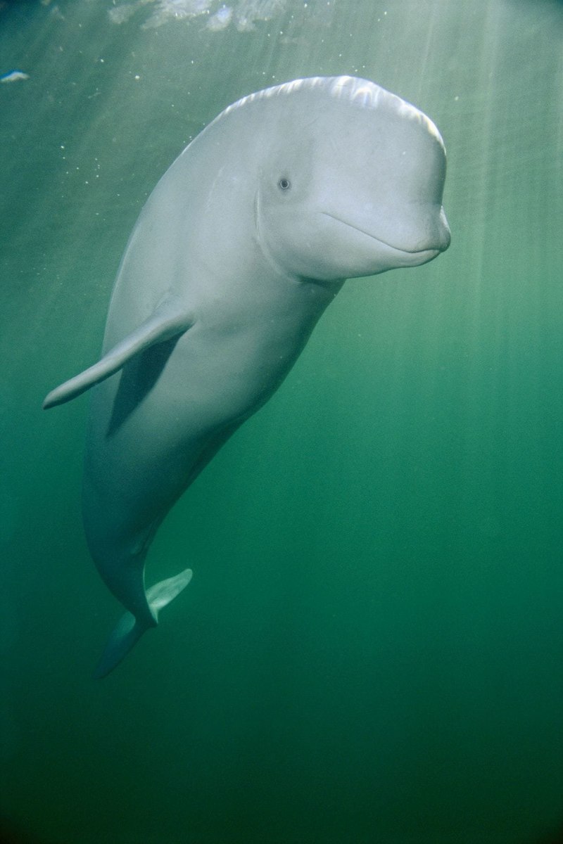 Горбатый дельфин (57 фото)