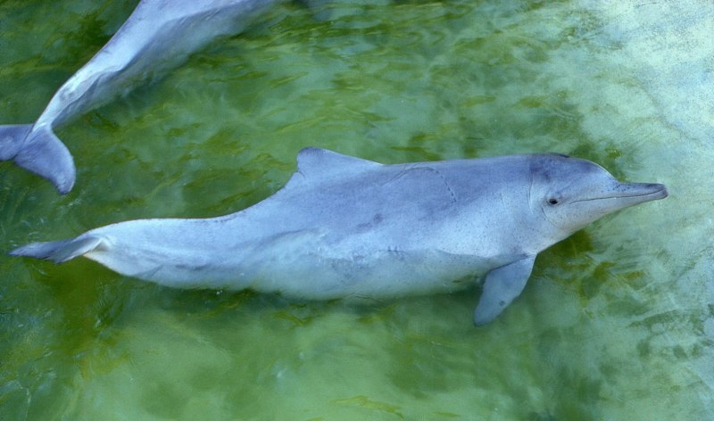 Китайский Дельфин (Sousa chinensis)
