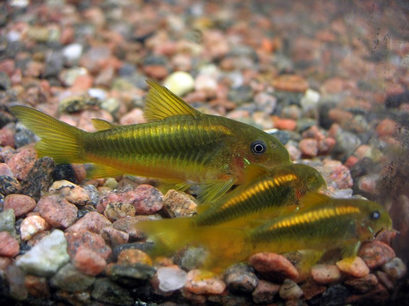 Corydoras SP cw028