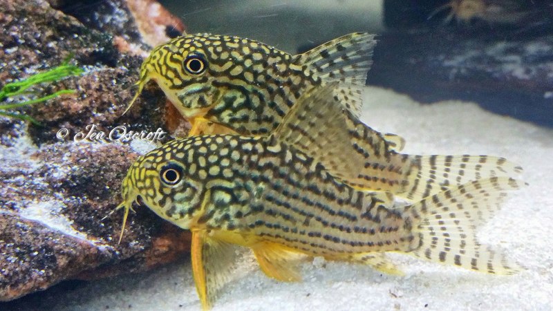 Corydoras aeneus