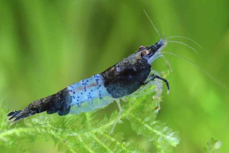 Креветка Снежинка - Neocaridina CF. Zhangjiajiensis var. White