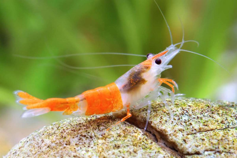 Креветки Neocaridina heteropoda