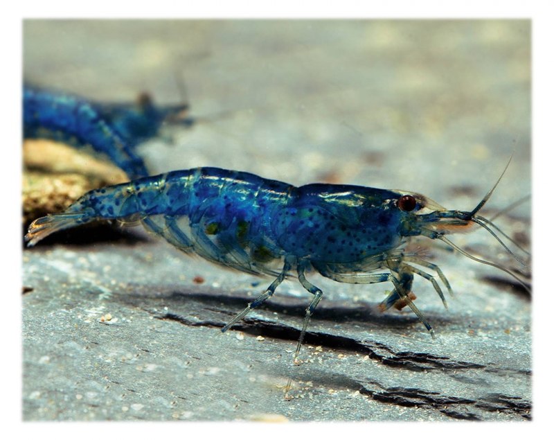 Neocaridina Shrimp King