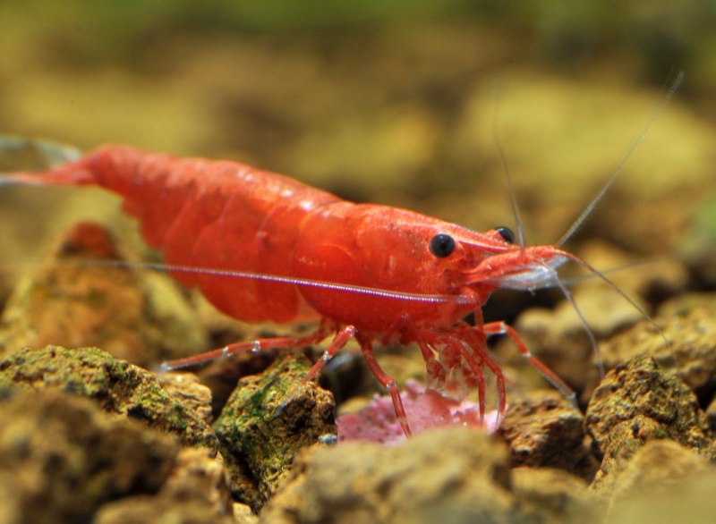 Neocaridina Davidi var Blue Jelly