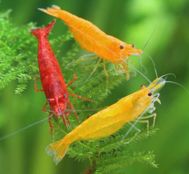 Креветки Neocaridina heteropoda