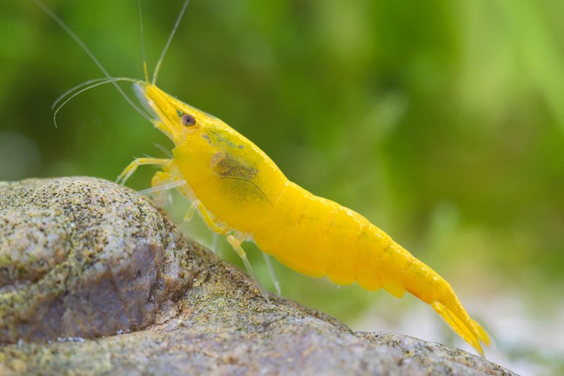 Креветки Neocaridina heteropoda