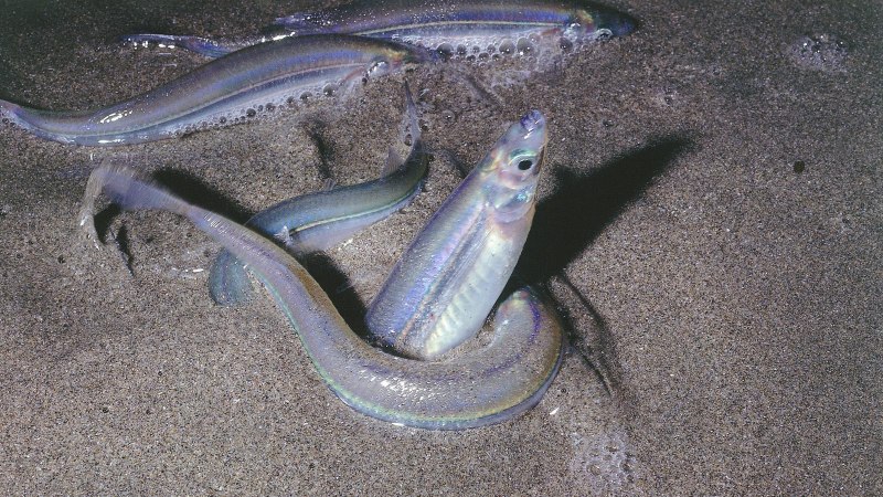 Atherinidae