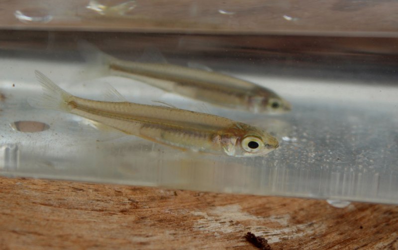 Рыба Silver Sillago