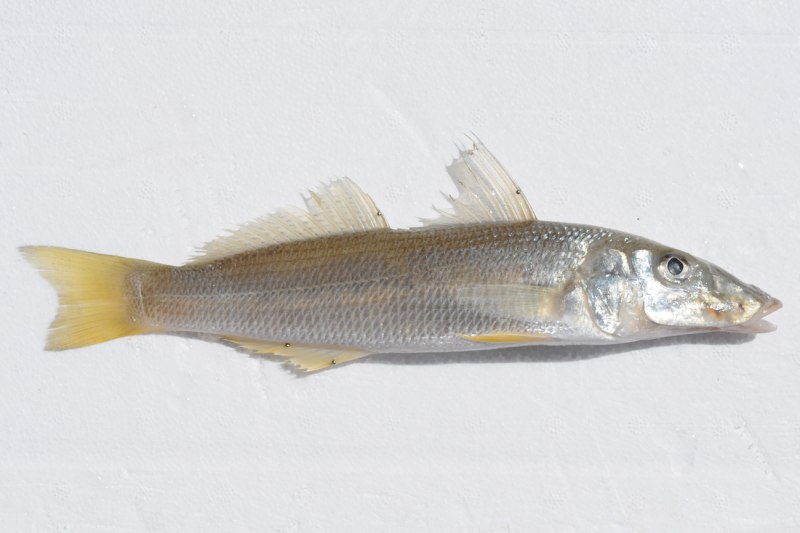 Glossolepis incisus