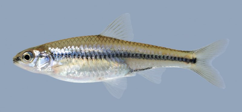 Emerald Shiner Notropis atherinoides