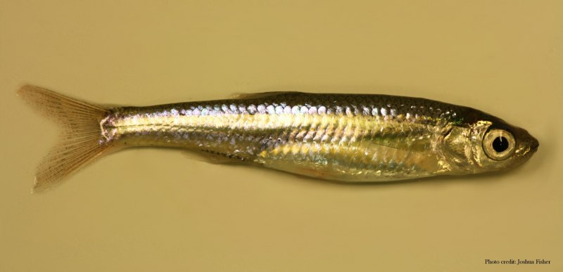 Pejerrey рыба