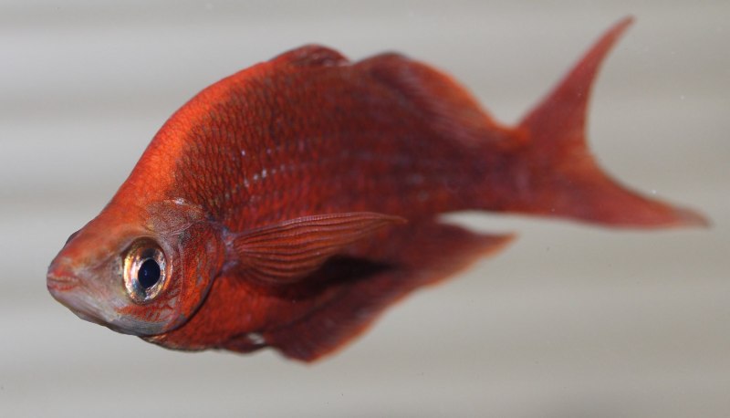 Odontesthes bonariensis