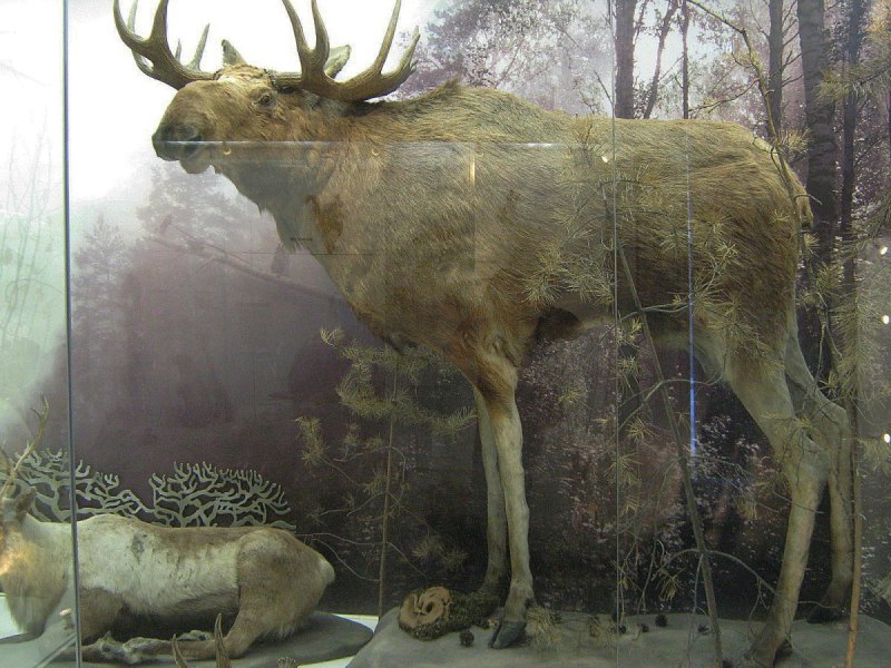 Ирландский олень (Megaloceros)