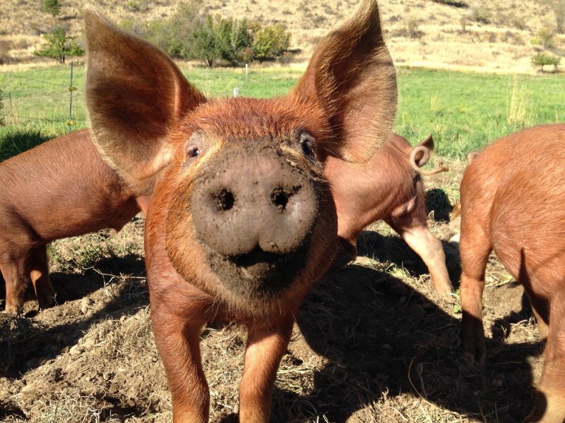 Tamworth Pig