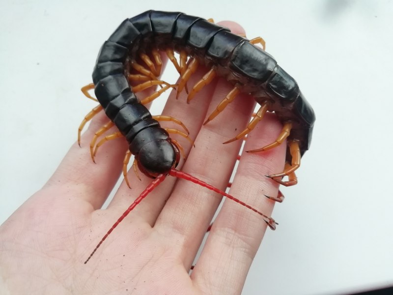 Сколопендра subspinipes