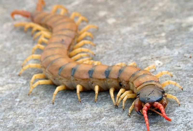 Сколопендра cingulata
