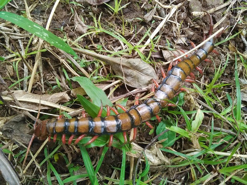 Сколопендра subspinipes