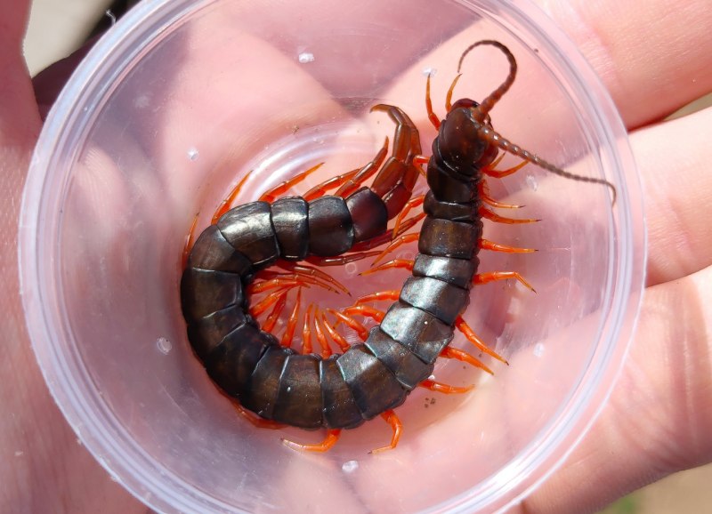 Scolopendra subspinipes ядовитая