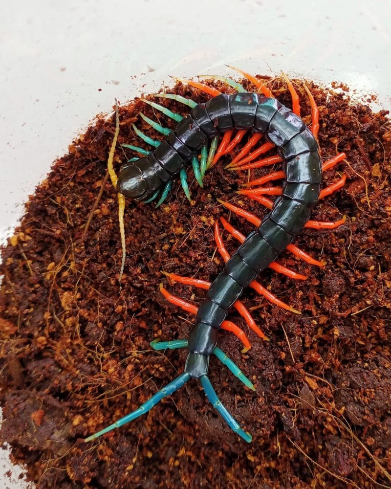 Scolopendra subspinipes piceoflava