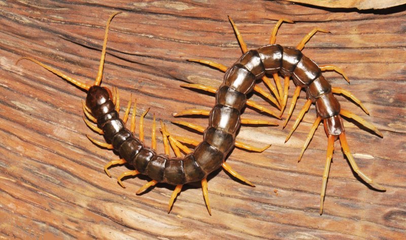 Giant Desert Centipede