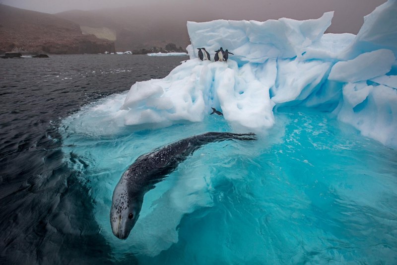 Полярный кит (54 фото)