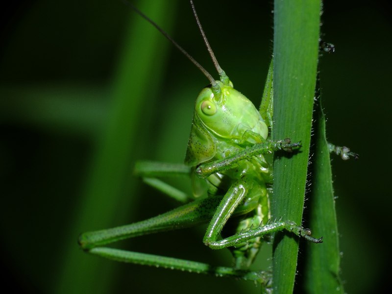 Grasshopper on a Poppy Flower