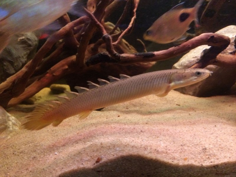 Polypterus senegalus взрослый