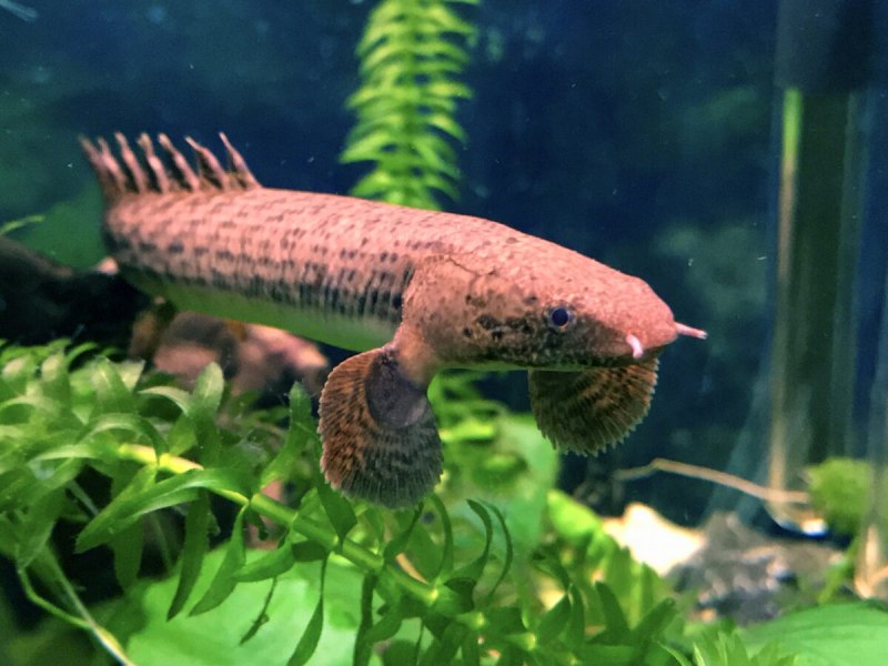 Полиптерус орнатипиннис (Polypterus ornatipinnis)